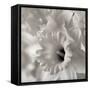 Florison 45-Alan Blaustein-Framed Stretched Canvas