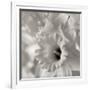 Florison 45-Alan Blaustein-Framed Photographic Print