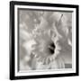 Florison 45-Alan Blaustein-Framed Photographic Print