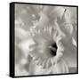 Florison 45-Alan Blaustein-Framed Stretched Canvas