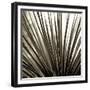 Florison 48-Alan Blaustein-Framed Photographic Print