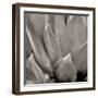 Florison 49-Alan Blaustein-Framed Photographic Print