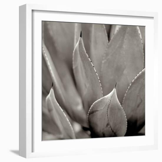 Florison 49-Alan Blaustein-Framed Photographic Print