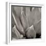 Florison 49-Alan Blaustein-Framed Photographic Print