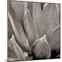 Florison 49-Alan Blaustein-Mounted Photographic Print