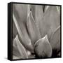 Florison 49-Alan Blaustein-Framed Stretched Canvas