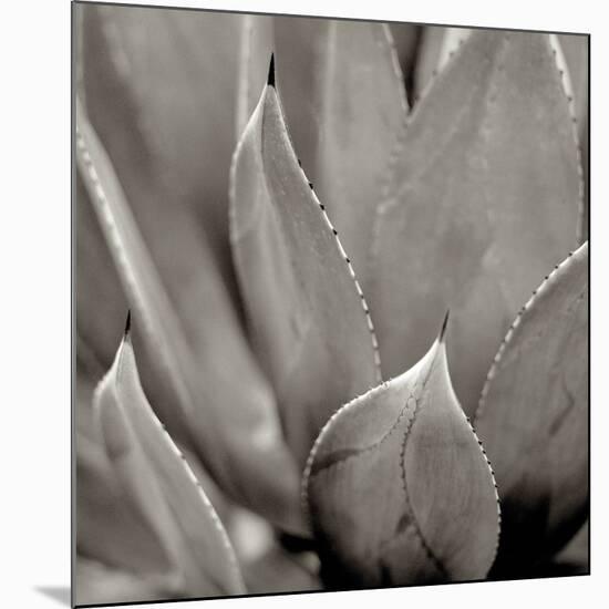 Florison 49-Alan Blaustein-Mounted Photographic Print