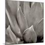 Florison 49-Alan Blaustein-Mounted Photographic Print