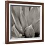 Florison 49-Alan Blaustein-Framed Photographic Print