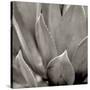 Florison 49-Alan Blaustein-Stretched Canvas