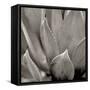 Florison 49-Alan Blaustein-Framed Stretched Canvas