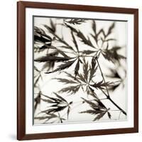 Florison 50-Alan Blaustein-Framed Photographic Print