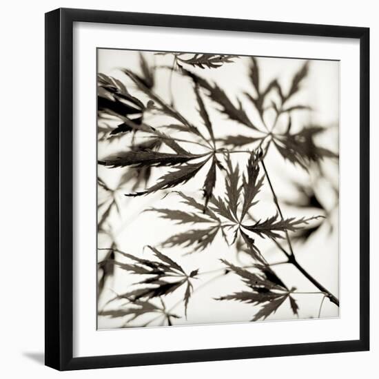 Florison 50-Alan Blaustein-Framed Photographic Print