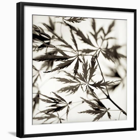 Florison 50-Alan Blaustein-Framed Photographic Print