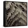 Florison 51-Alan Blaustein-Framed Stretched Canvas