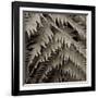 Florison 51-Alan Blaustein-Framed Photographic Print