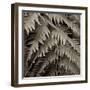 Florison 51-Alan Blaustein-Framed Photographic Print