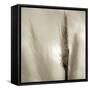 Florison 53-Alan Blaustein-Framed Stretched Canvas