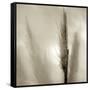 Florison 53-Alan Blaustein-Framed Stretched Canvas