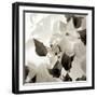 Florison 54-Alan Blaustein-Framed Photographic Print