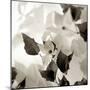 Florison 54-Alan Blaustein-Mounted Photographic Print