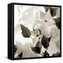 Florison 54-Alan Blaustein-Framed Stretched Canvas