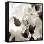 Florison 54-Alan Blaustein-Framed Stretched Canvas