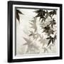 Florison 57-Alan Blaustein-Framed Premium Photographic Print