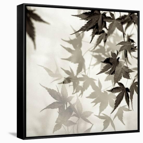 Florison 57-Alan Blaustein-Framed Stretched Canvas