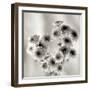 Florison 58-Alan Blaustein-Framed Photographic Print