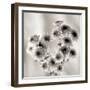 Florison #58-Alan Blaustein-Framed Photographic Print