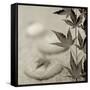 Florison 61-Alan Blaustein-Framed Stretched Canvas