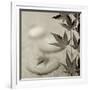 Florison 61-Alan Blaustein-Framed Photographic Print