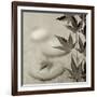 Florison 61-Alan Blaustein-Framed Photographic Print