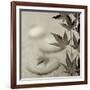 Florison 61-Alan Blaustein-Framed Photographic Print