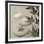 Florison 61-Alan Blaustein-Framed Photographic Print