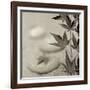 Florison 61-Alan Blaustein-Framed Premium Photographic Print