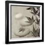 Florison 61-Alan Blaustein-Framed Premium Photographic Print