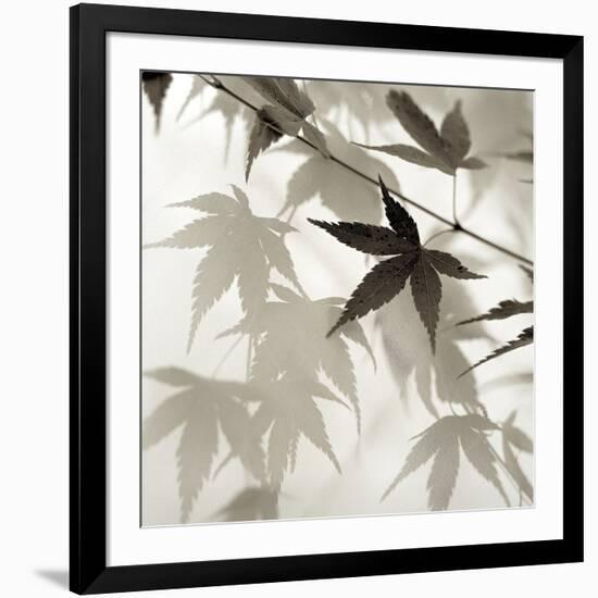 Florison 62-Alan Blaustein-Framed Photographic Print