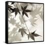 Florison 63-Alan Blaustein-Framed Stretched Canvas