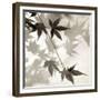 Florison 63-Alan Blaustein-Framed Photographic Print