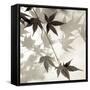 Florison 63-Alan Blaustein-Framed Stretched Canvas