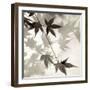 Florison 63-Alan Blaustein-Framed Photographic Print