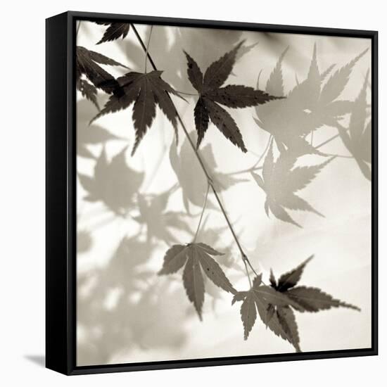 Florison 63-Alan Blaustein-Framed Stretched Canvas