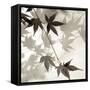 Florison 63-Alan Blaustein-Framed Stretched Canvas