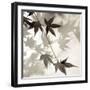 Florison 63-Alan Blaustein-Framed Premium Photographic Print