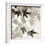 Florison 63-Alan Blaustein-Framed Premium Photographic Print