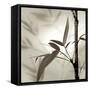 Florison 64-Alan Blaustein-Framed Stretched Canvas