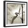 Florison 64-Alan Blaustein-Framed Photographic Print