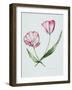 Florists Tulip Mabel-Sally Crosthwaite-Framed Giclee Print